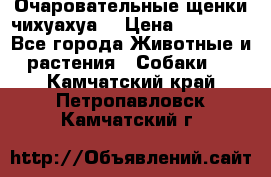 Очаровательные щенки чихуахуа  › Цена ­ 25 000 - Все города Животные и растения » Собаки   . Камчатский край,Петропавловск-Камчатский г.